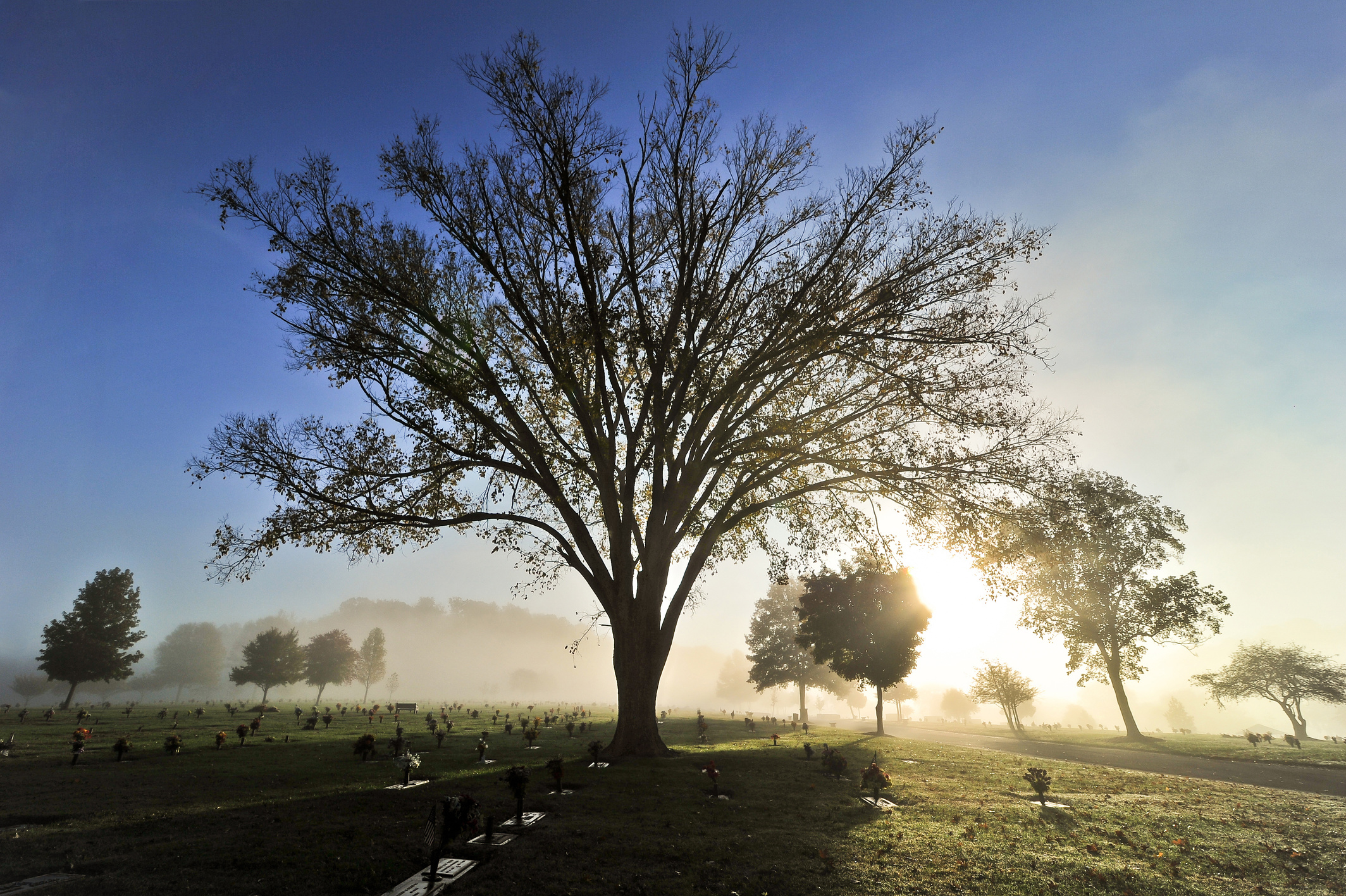 Cemetery Tree